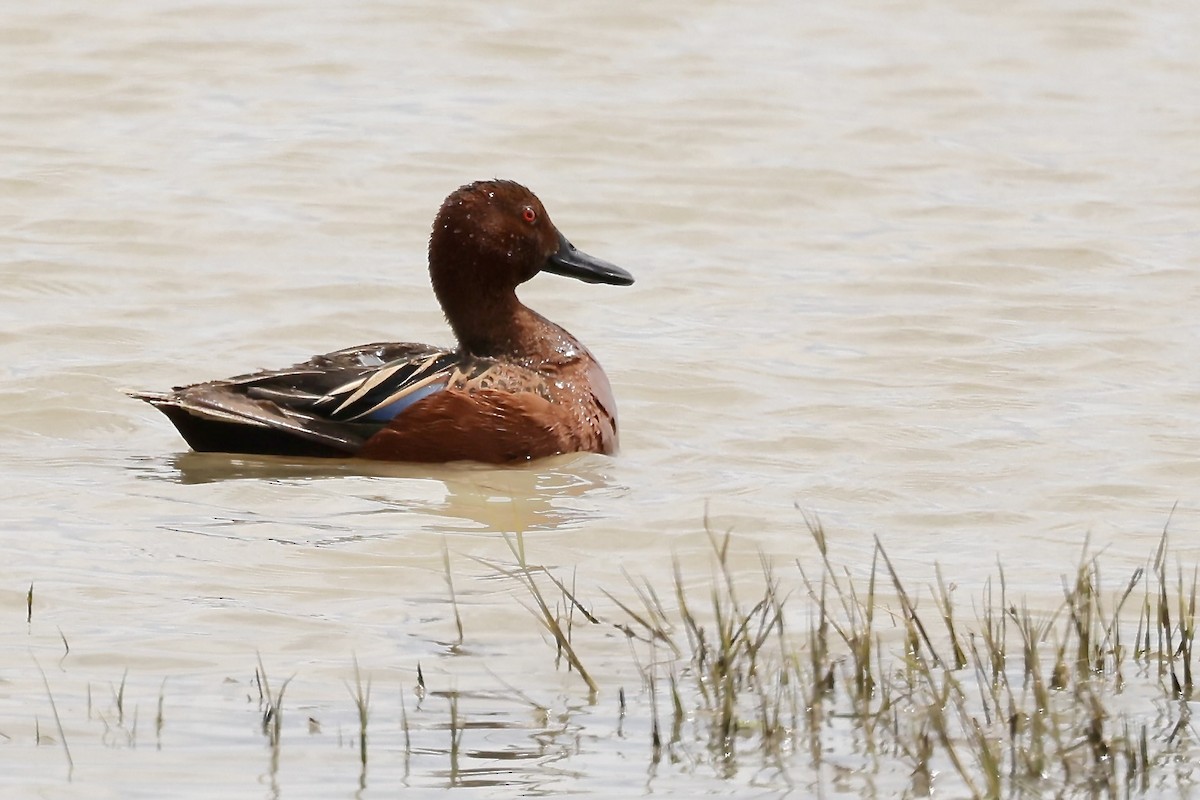 Cinnamon Teal - Karen Barlow