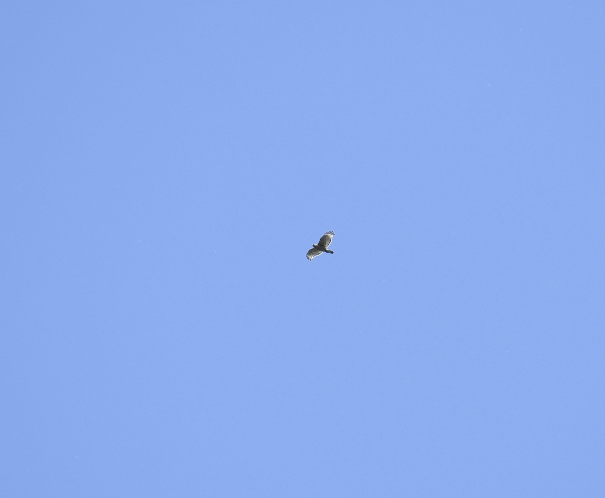 Red-shouldered Hawk - Brady Wilson