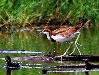 Pheasant-tailed Jacana - Choy Wai Mun