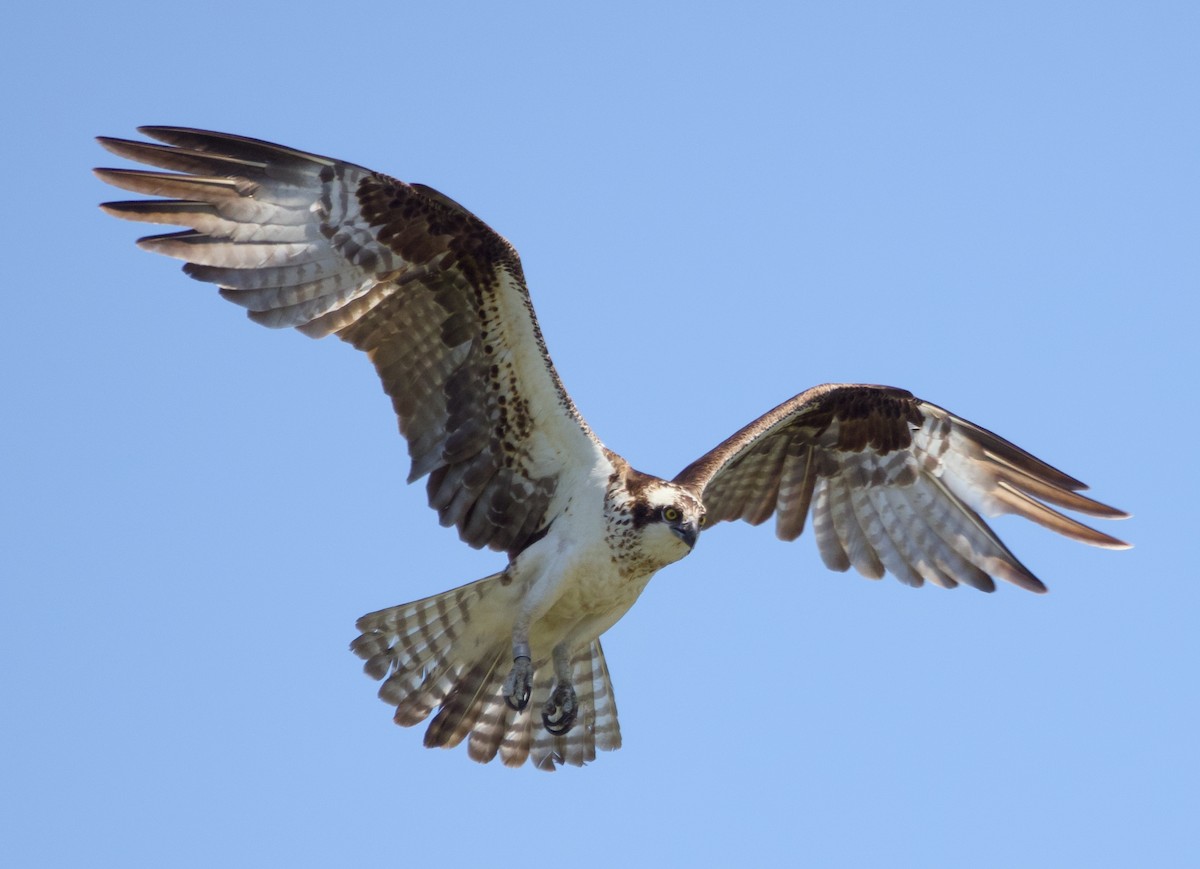 Balbuzard pêcheur - ML619583810