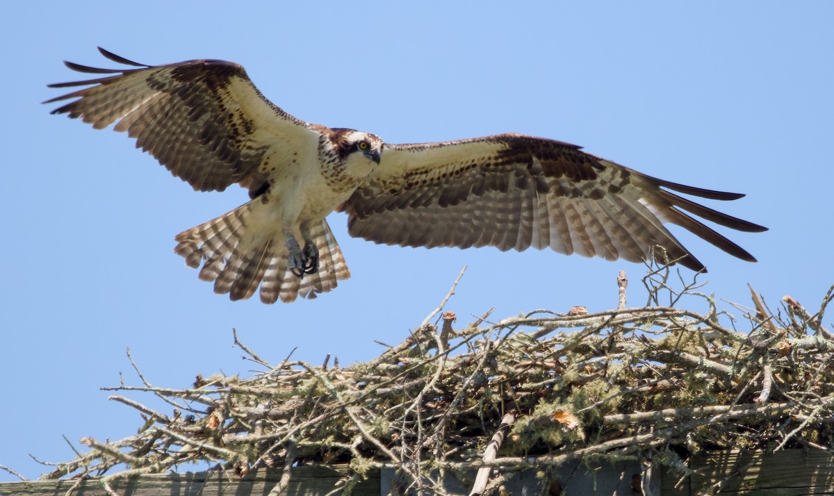 Osprey - Alan Desbonnet