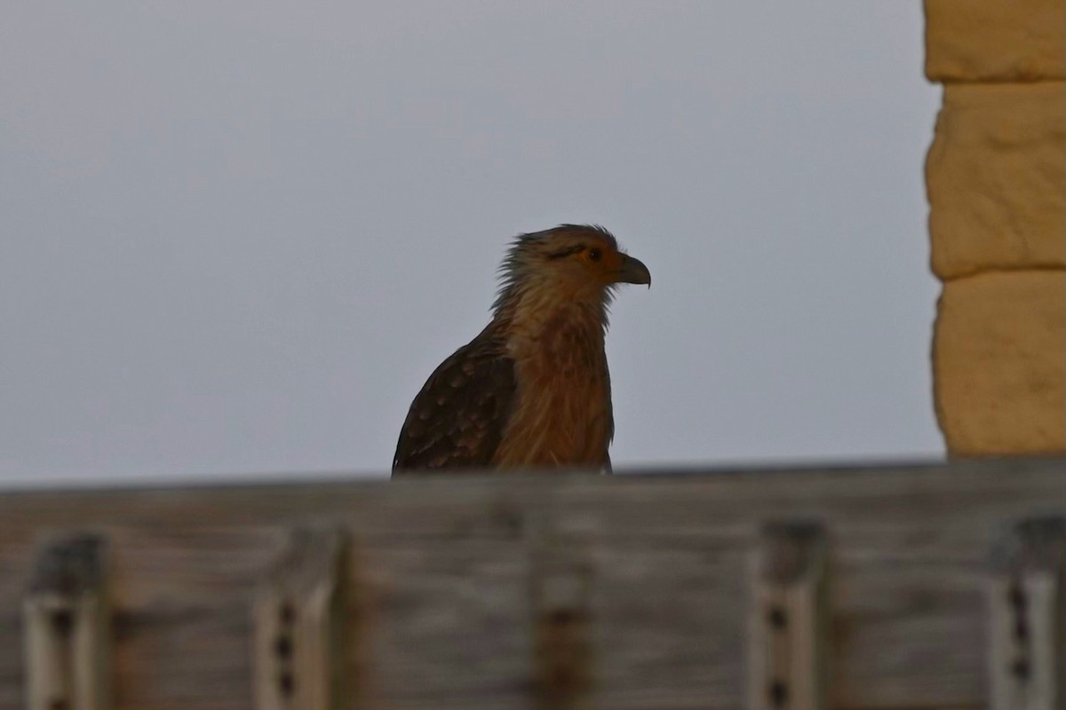 Yellow-headed Caracara - Gary Steinberg