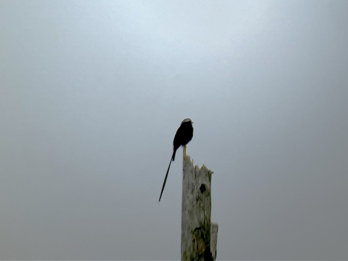 Long-tailed Tyrant - Roger Lambert