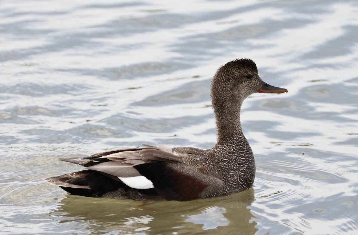 Gadwall - Karen Barlow