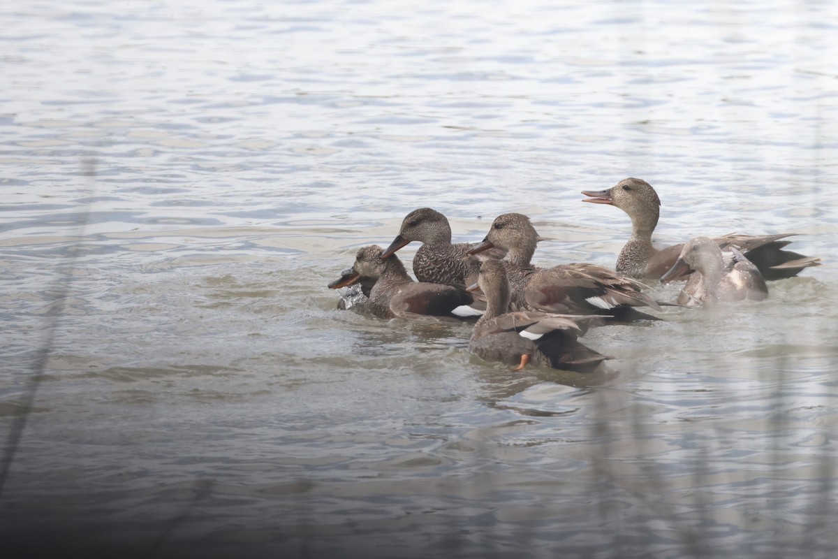 Gadwall - Karen Barlow