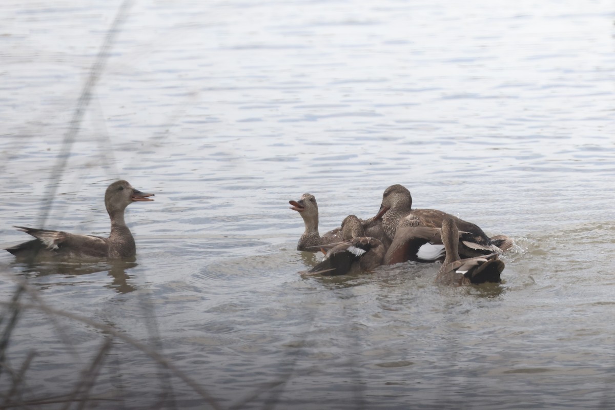 Gadwall - Karen Barlow