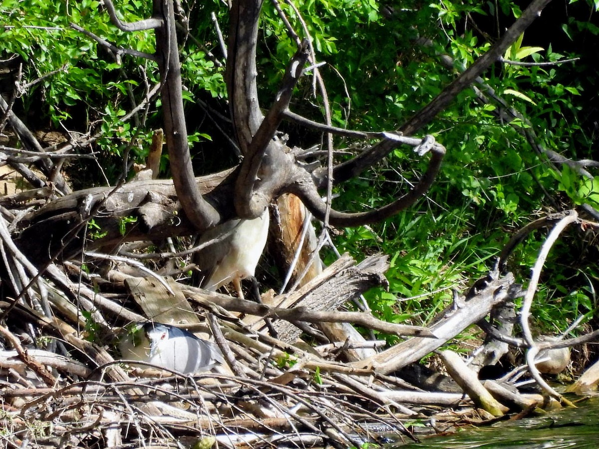 Black-crowned Night Heron - patricia kuzma sell