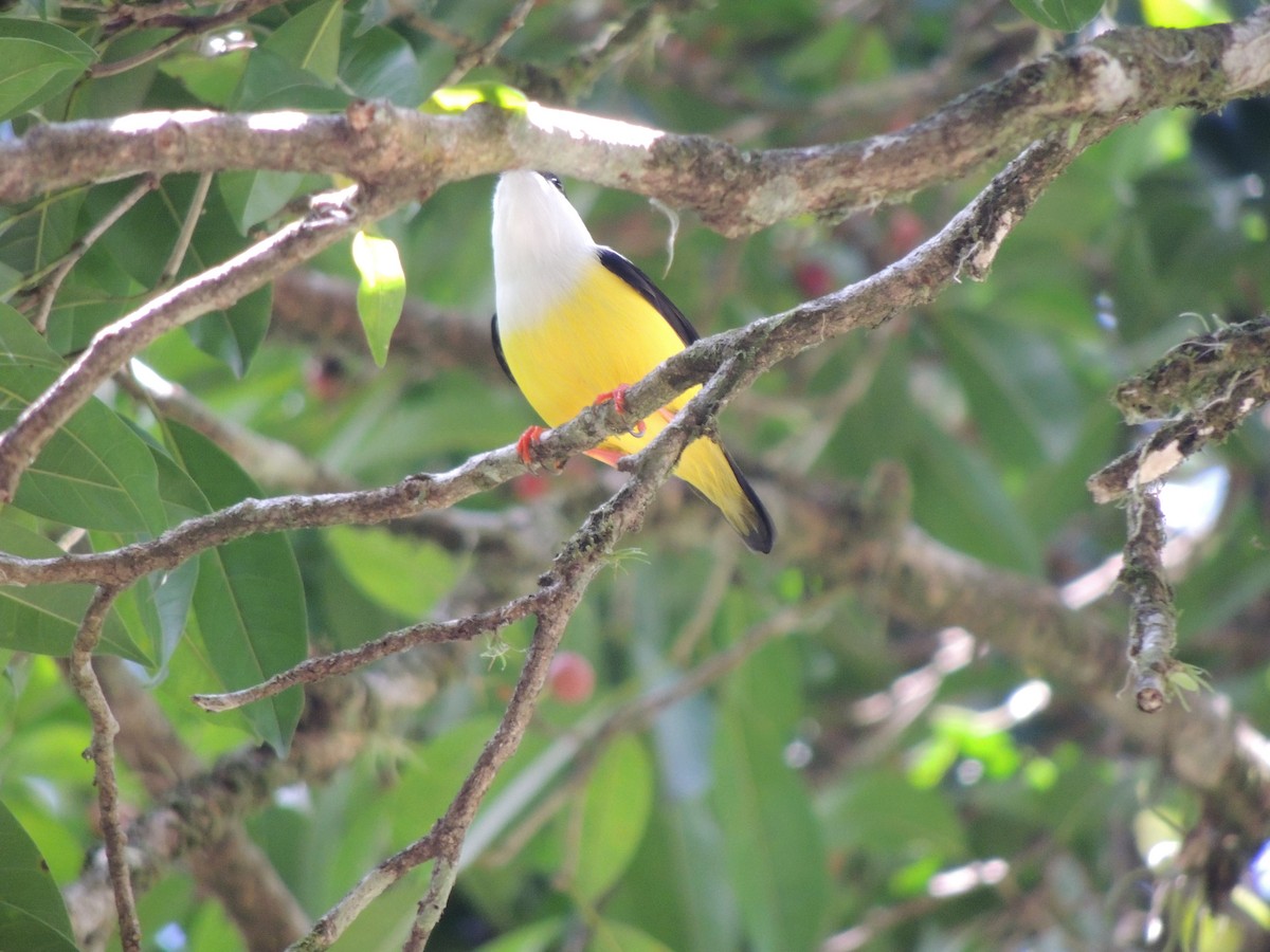 White-collared Manakin - Roger Lambert