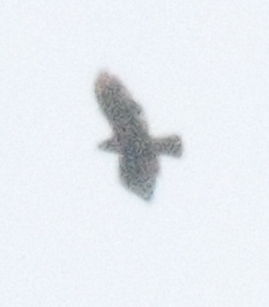 hawk sp. - ML619583841