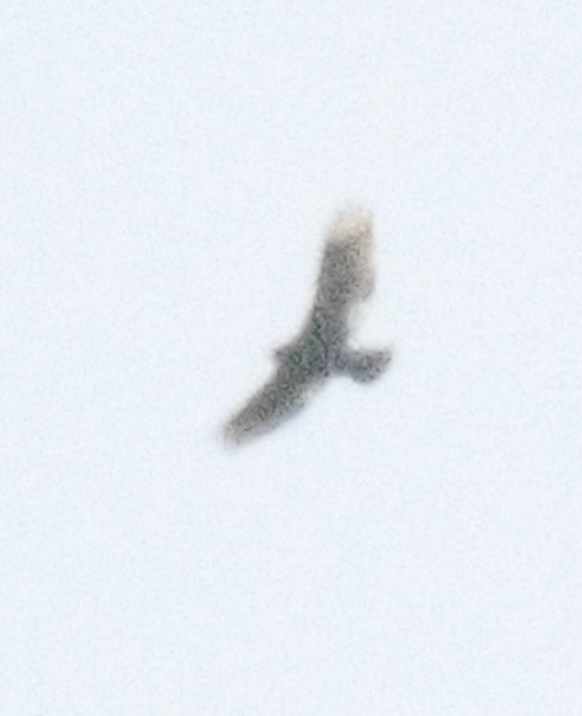 hawk sp. - ML619583842