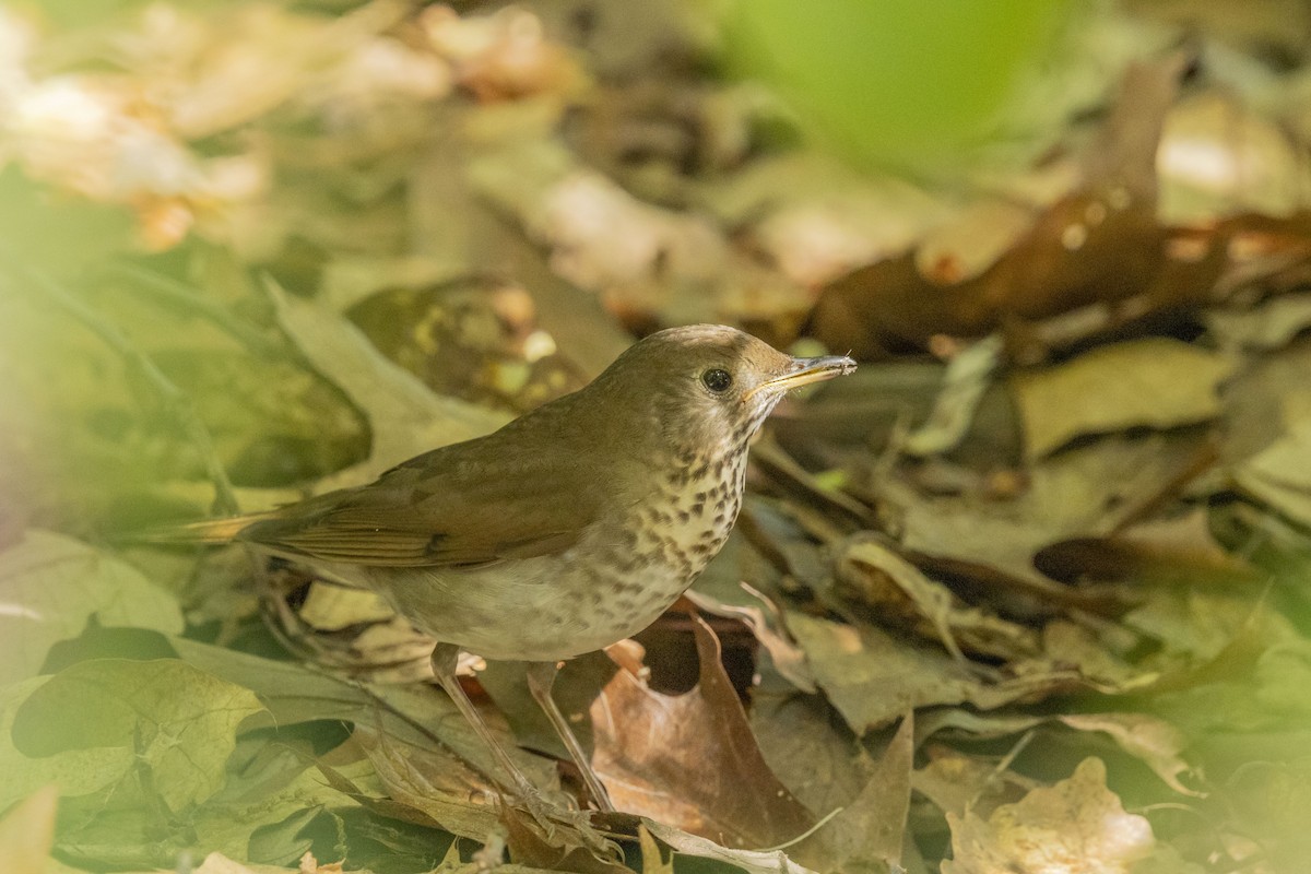 Gray-cheeked/Bicknell's Thrush - Liz Pettit