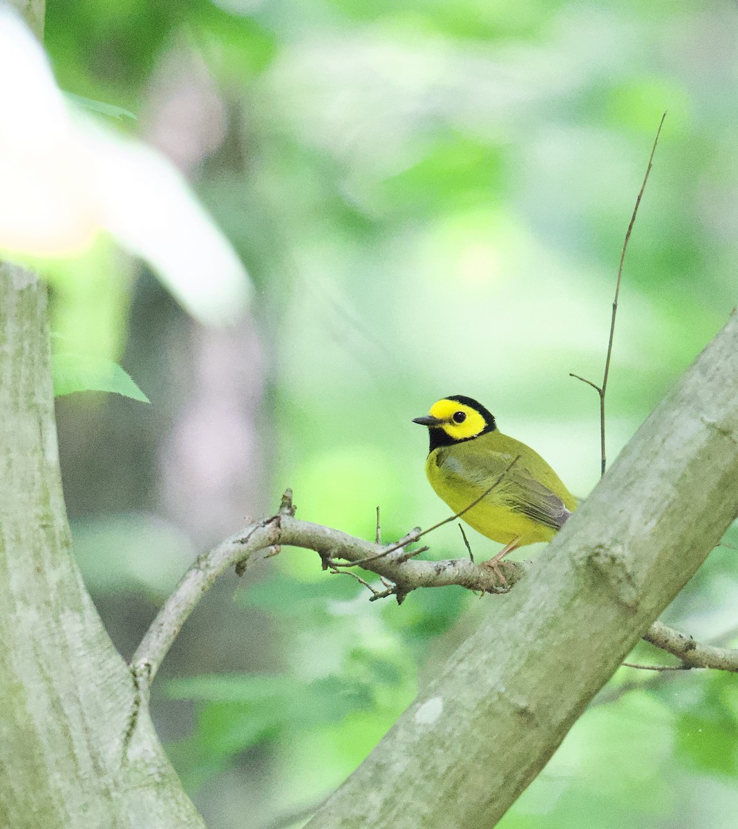 Hooded Warbler - Julia Gross