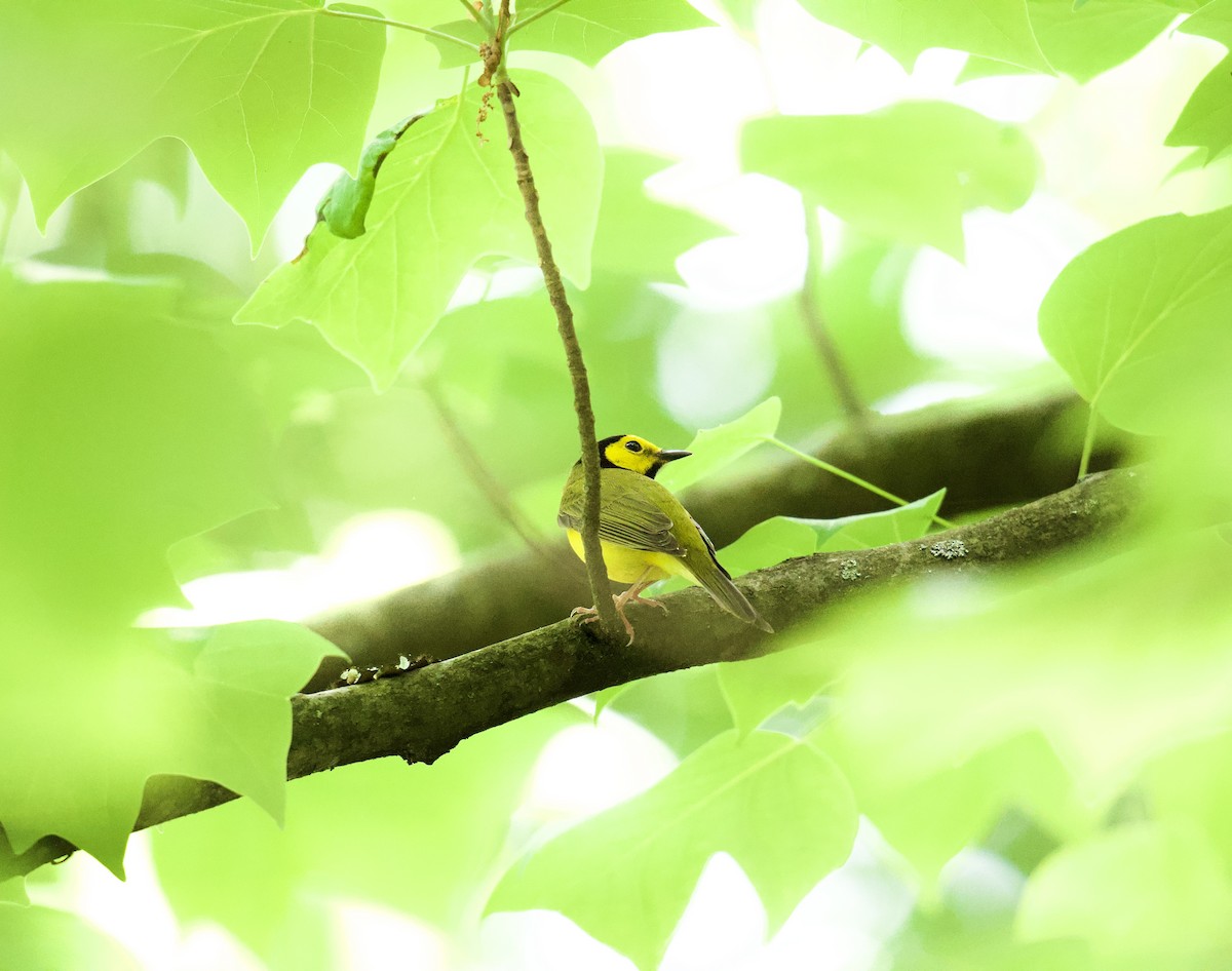 Hooded Warbler - Julia Gross