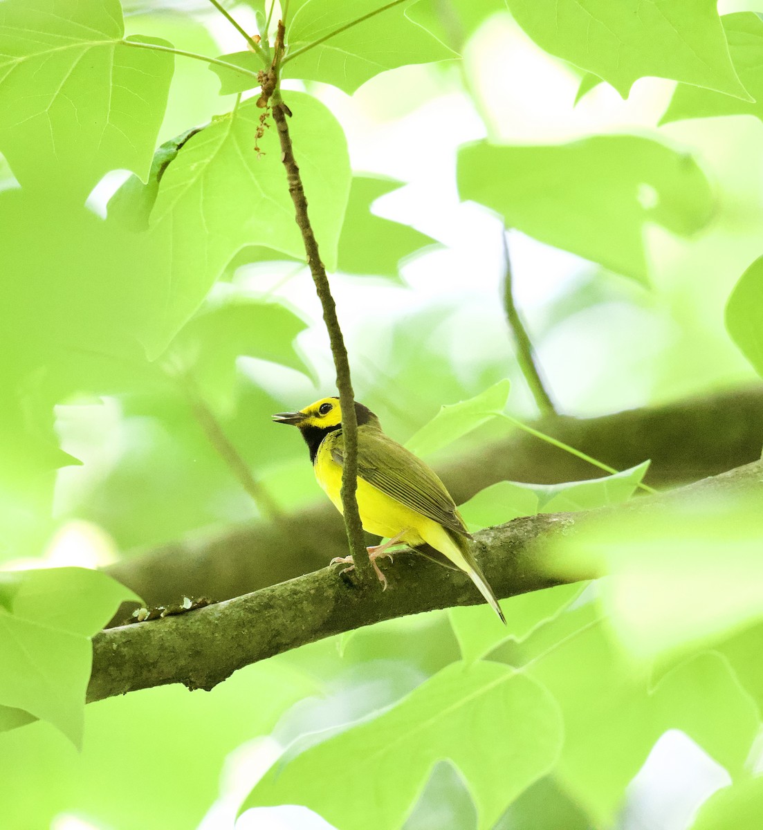 Hooded Warbler - Julia Gross