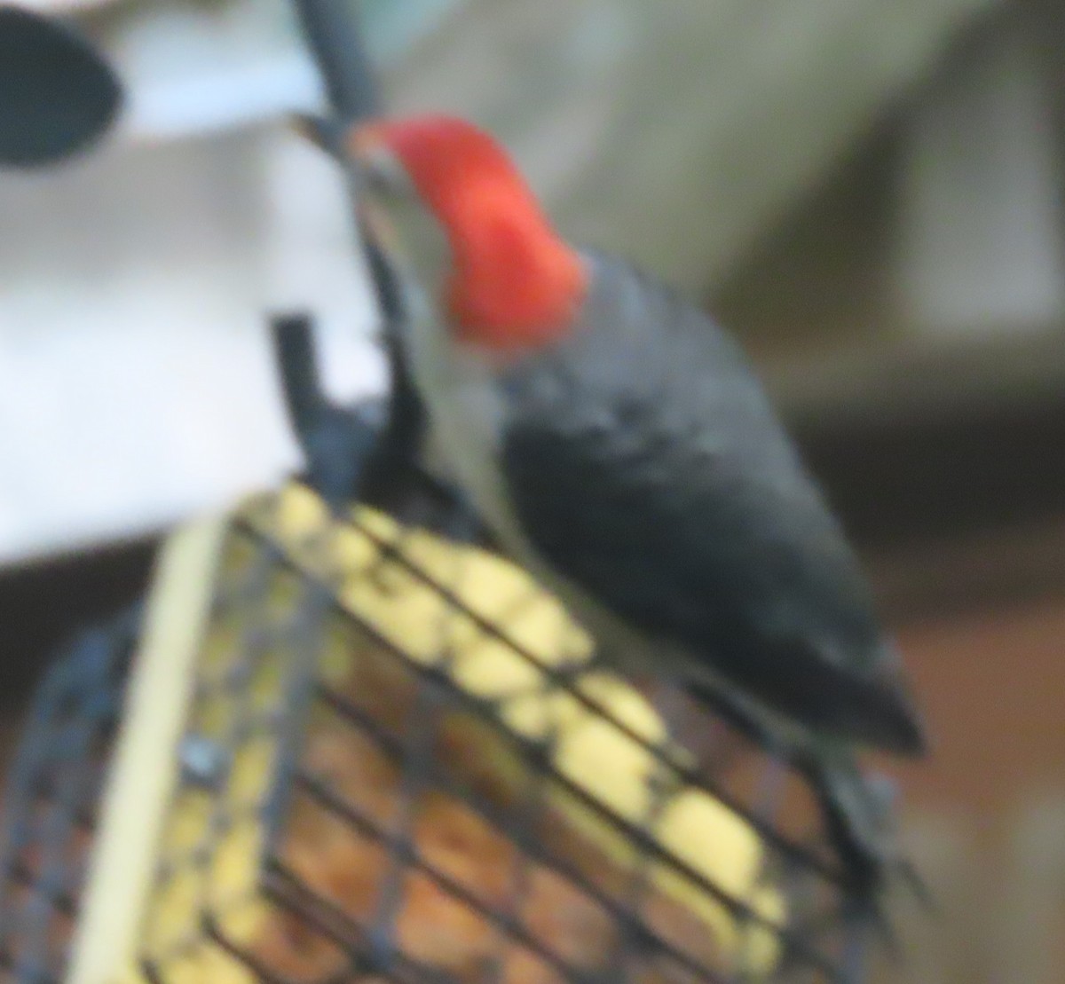 Red-bellied Woodpecker - Bill Wright_cc