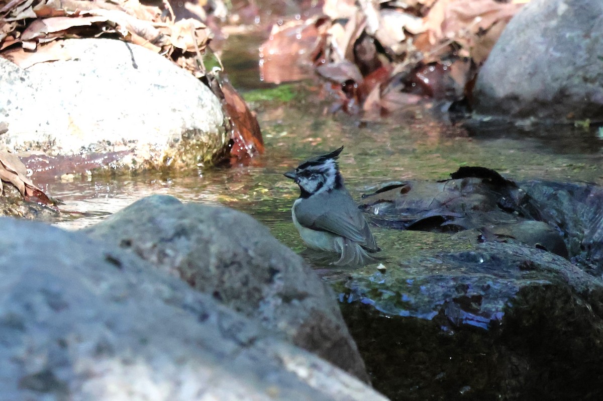 Bridled Titmouse - Tricia Vesely