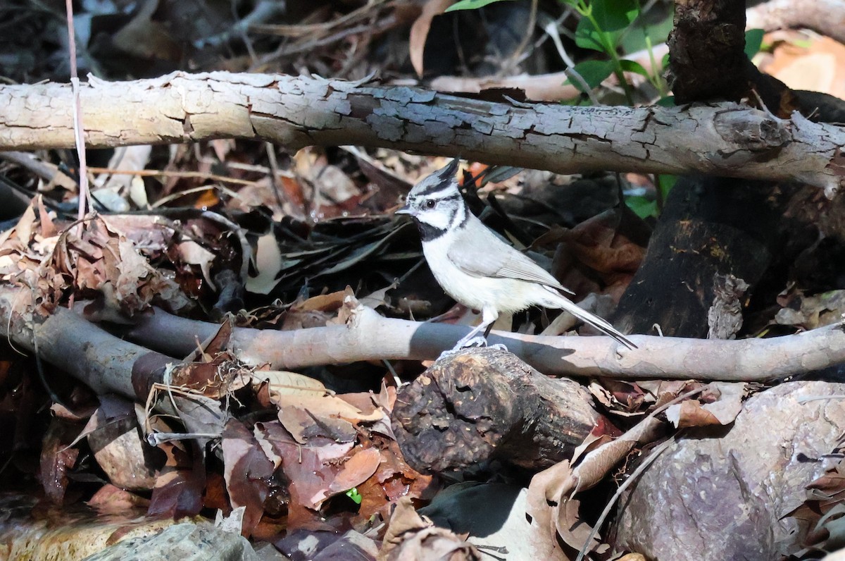 Bridled Titmouse - Tricia Vesely