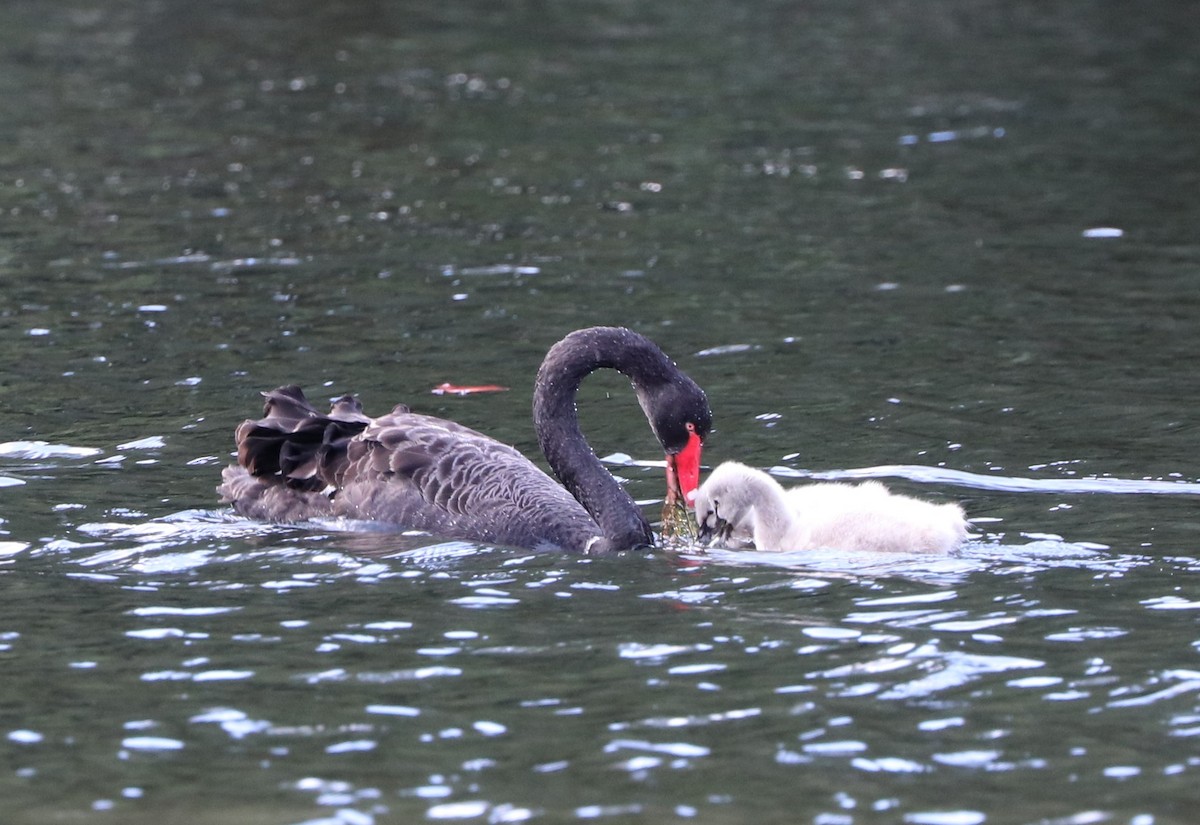 Black Swan - Dan Godfrey