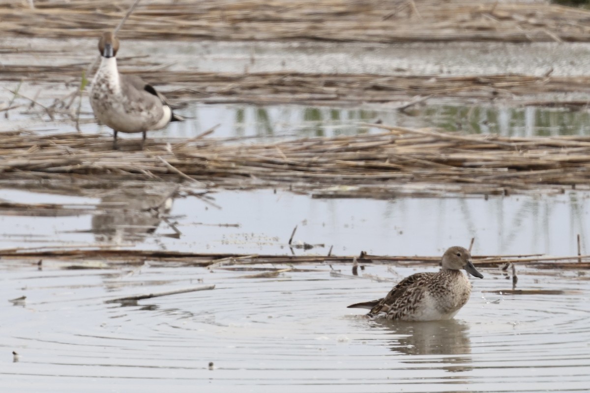 Northern Pintail - Karen Barlow