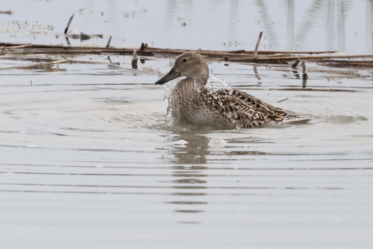 Northern Pintail - Karen Barlow