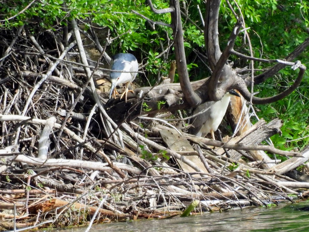 Black-crowned Night Heron - patricia kuzma sell