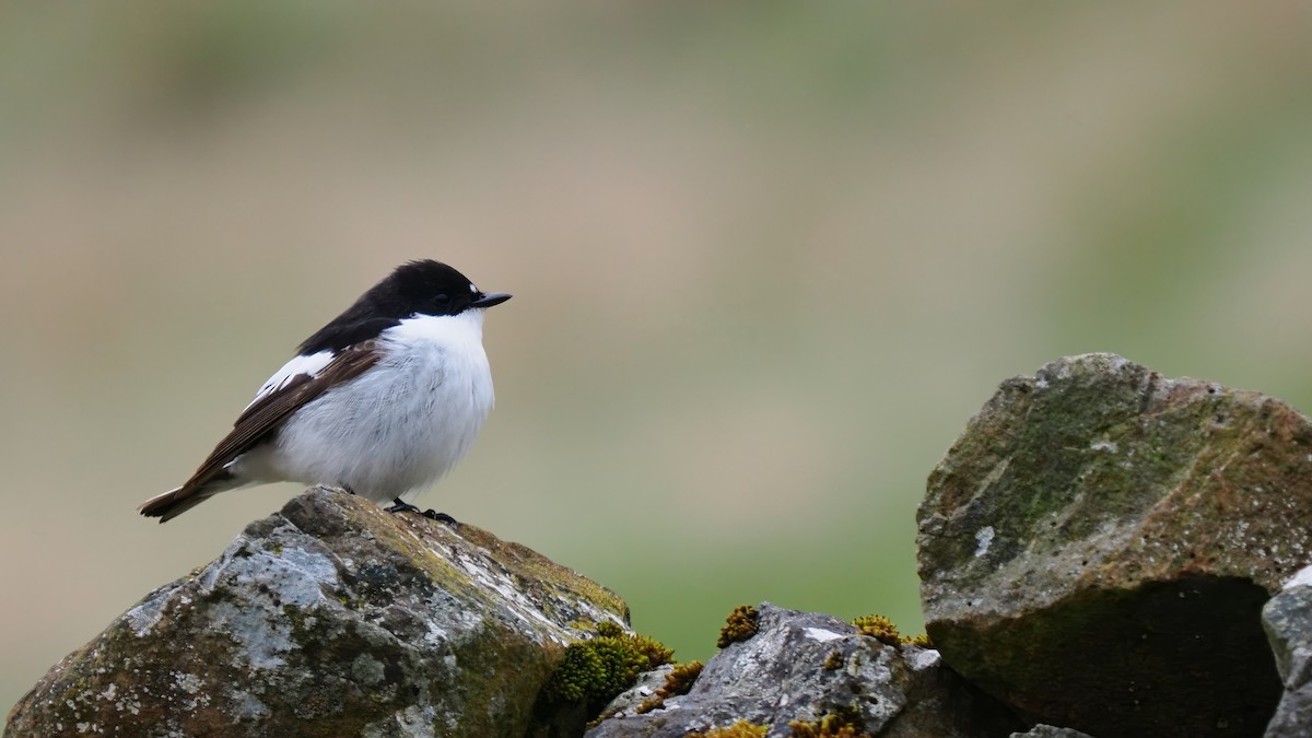 European Pied Flycatcher - ML619583896