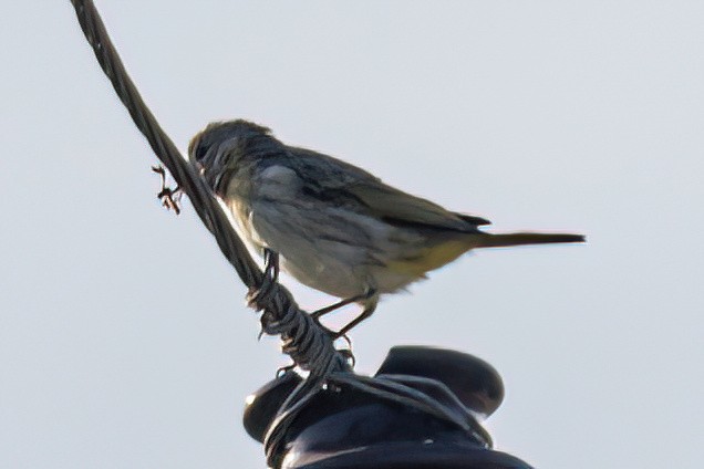 Grassland Yellow-Finch - ML619583897