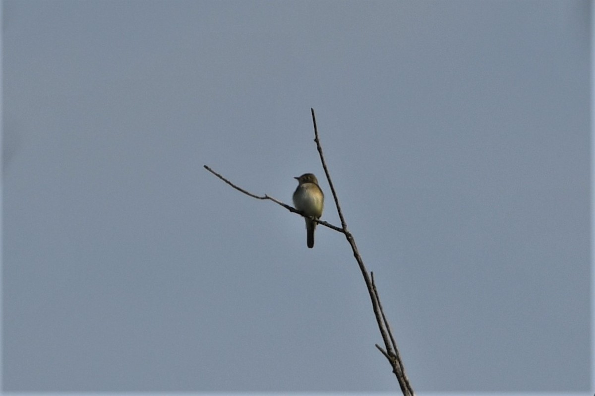 Alder Flycatcher - Mark Miller