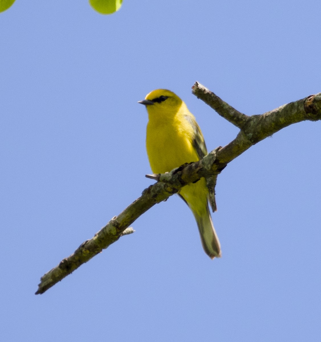 Blue-winged Warbler - Alan Desbonnet