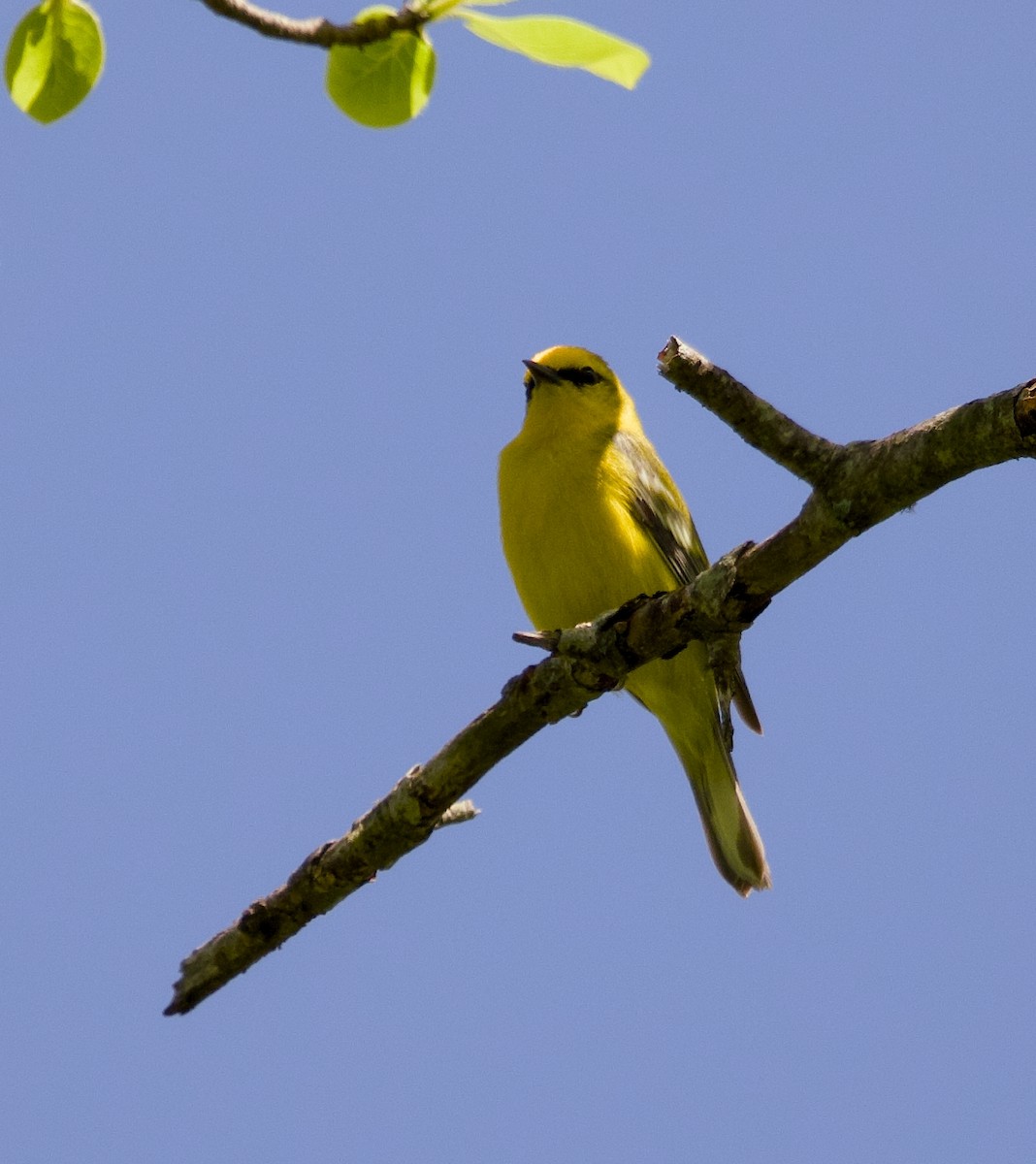 Blue-winged Warbler - Alan Desbonnet