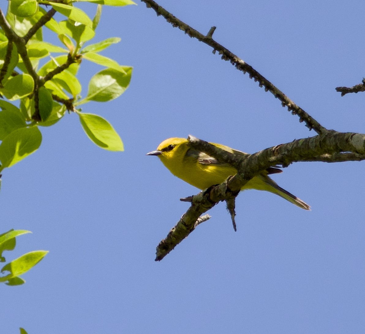 Blue-winged Warbler - Alan Desbonnet