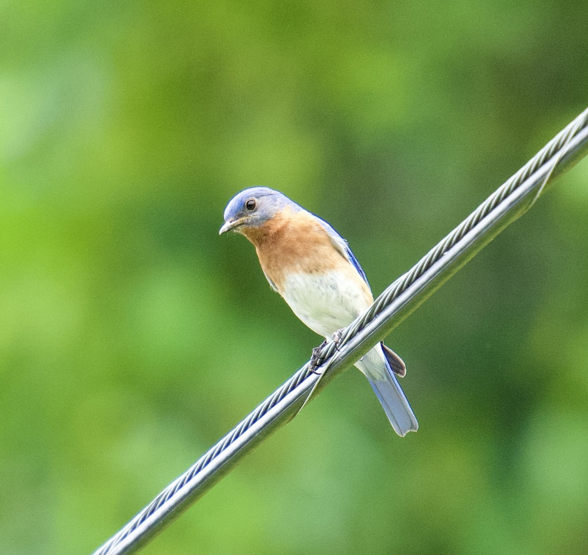 Eastern Bluebird - Julia Gross