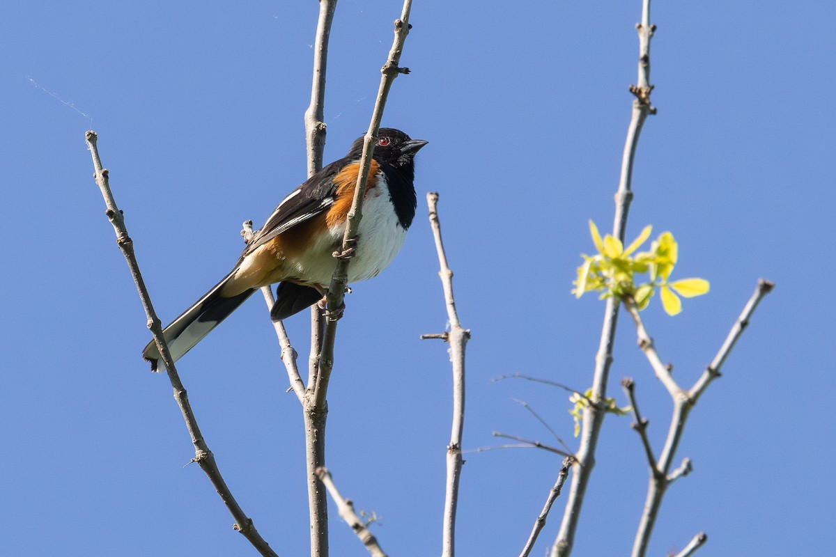 Eastern Towhee - Jean-Claude Charbonneau