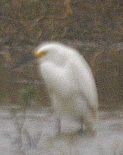 Snowy Egret - johnny powell