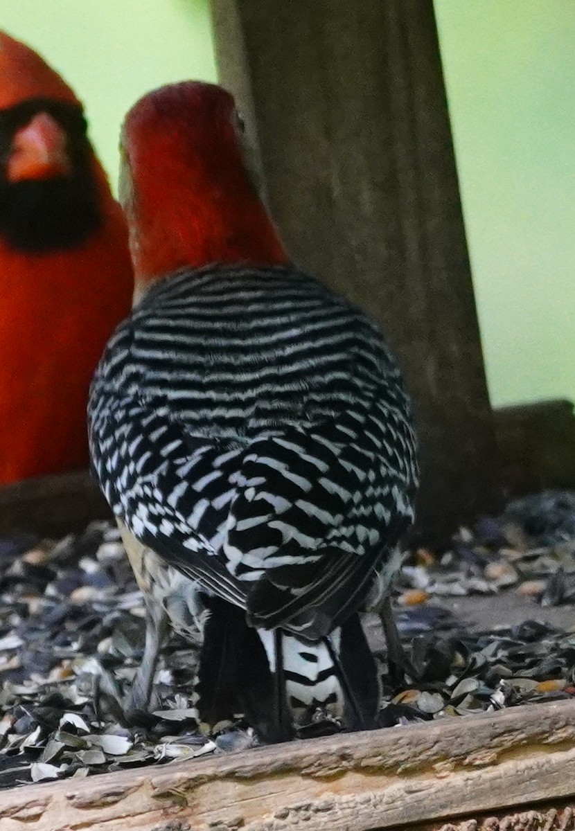 Red-bellied Woodpecker - John McCallister