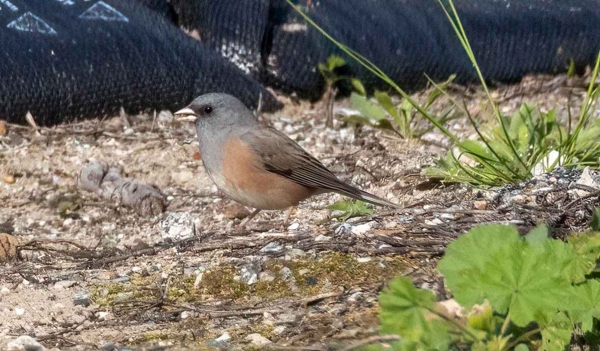 Junco ardoisé (mearnsi) - ML619583921