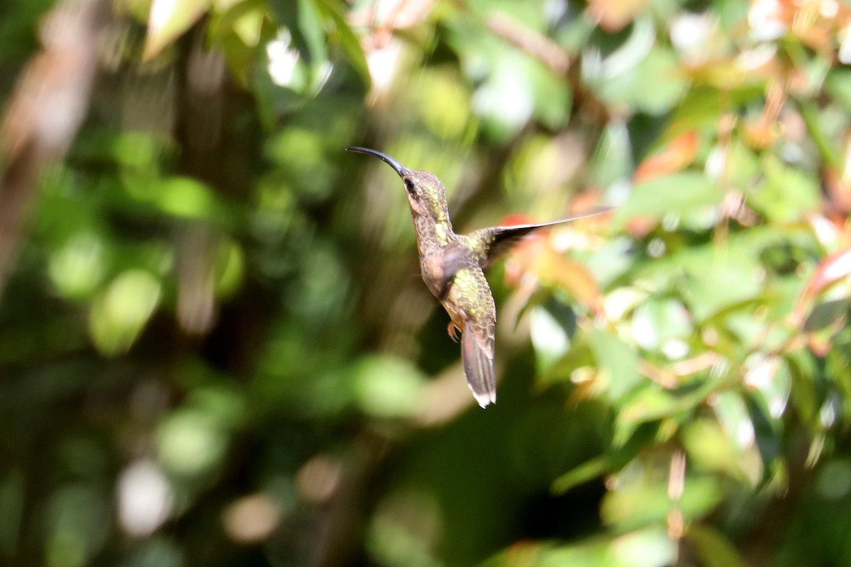 Rufous-breasted Hermit - ML619583922