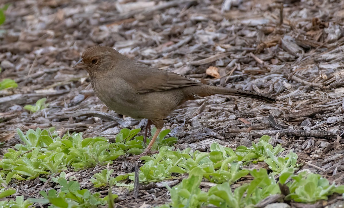 California Towhee - Christine Jacobs