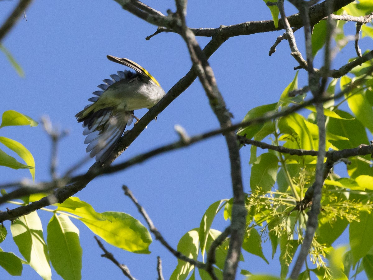 Golden-winged Warbler - Jean-Claude Charbonneau