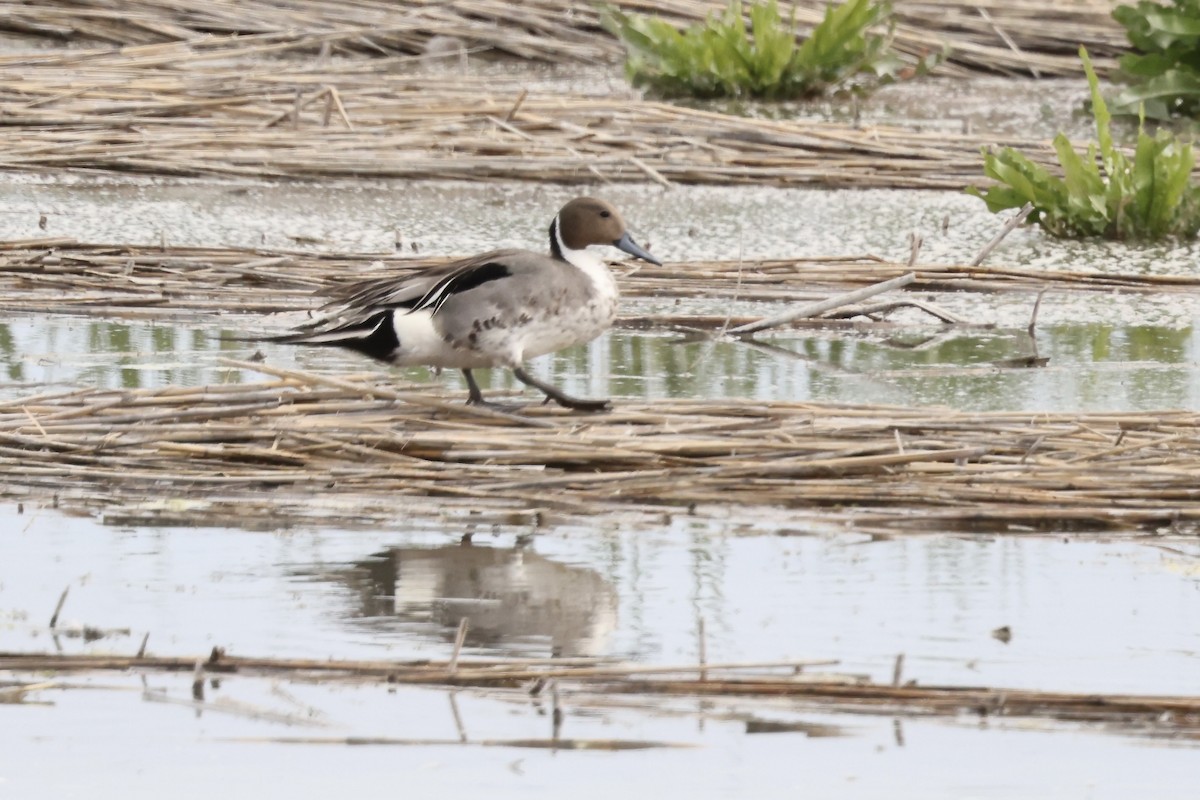 Northern Pintail - Karen Barlow