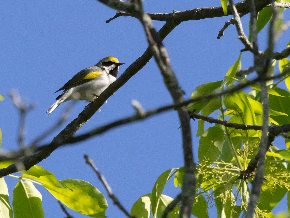 Golden-winged Warbler - Jean-Claude Charbonneau