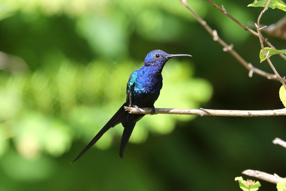 Swallow-tailed Hummingbird - ML619583928