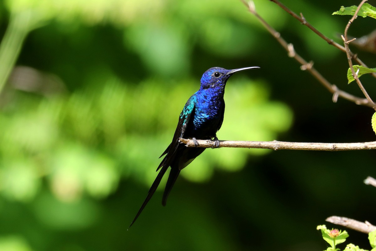 Colibrí Golondrina - ML619583929