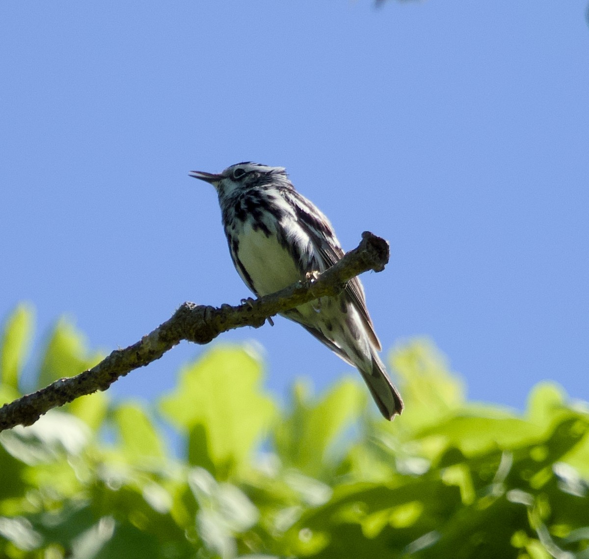 Paruline noir et blanc - ML619583930