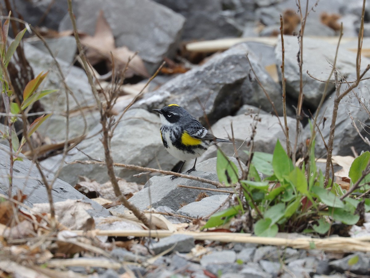 Yellow-rumped Warbler (Myrtle) - Jim Miles