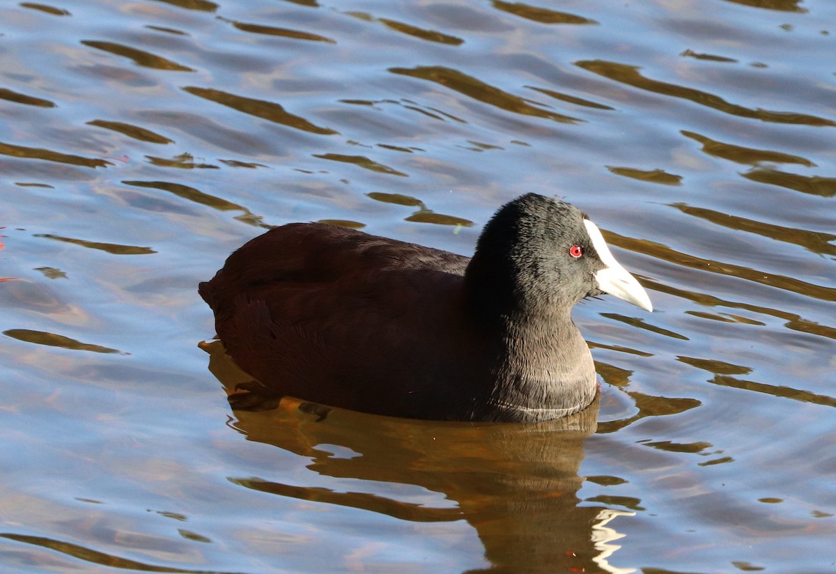 Eurasian Coot - Dan Godfrey