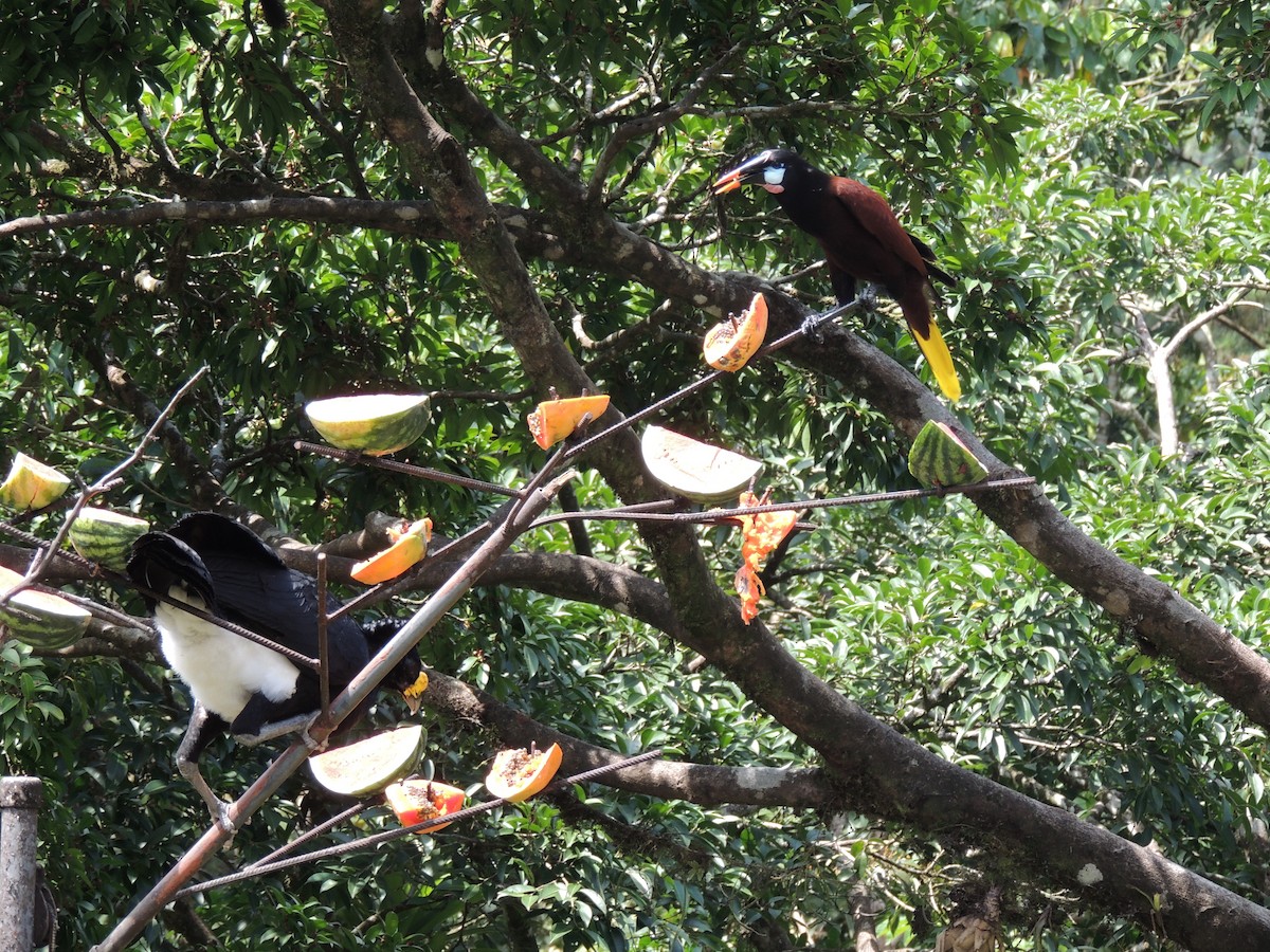 Montezuma Oropendola - Roger Lambert