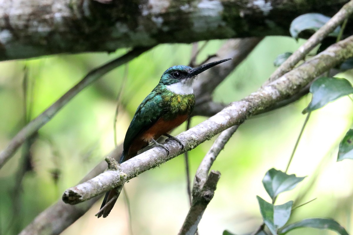 Rufous-tailed Jacamar - ML619583941