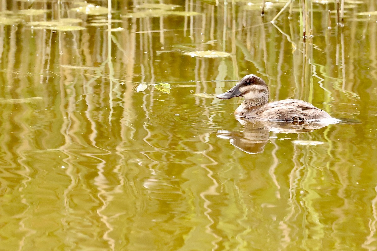 Ruddy Duck - Karen Barlow