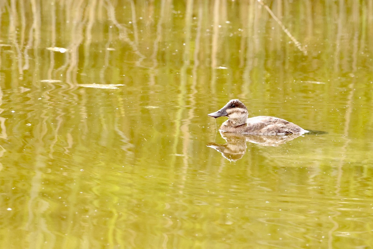 Ruddy Duck - Karen Barlow